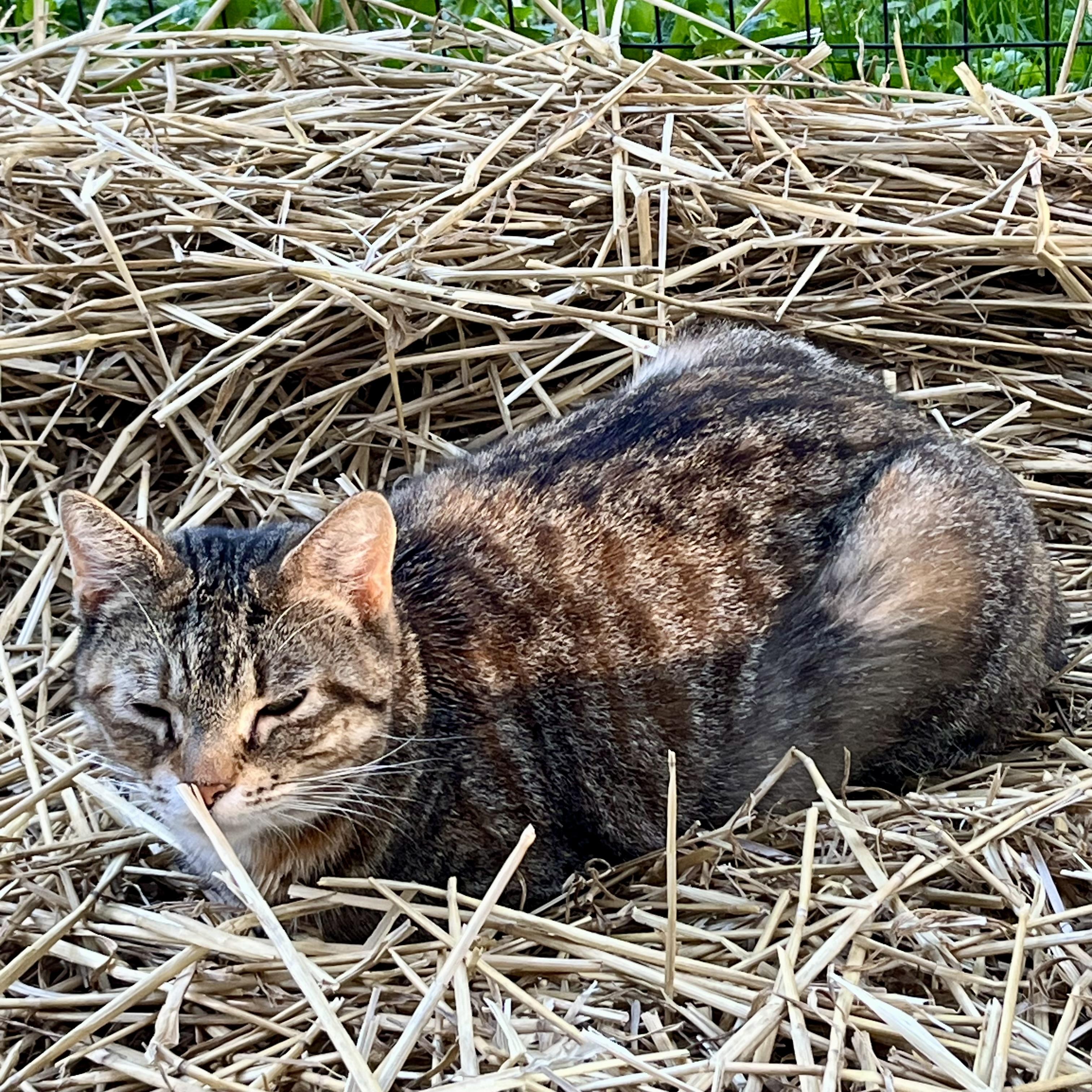 Bourbon, a Adoptable Domestic Short Hair in Lake Geneva, WI image 4/6