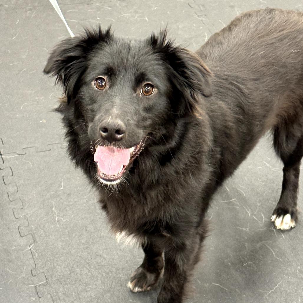 Phoenix, adopted, Young Female Border Collie & Cattle Dog.