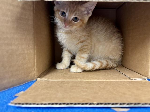 Omar, adopted, Kitten Male Domestic Short Hair.