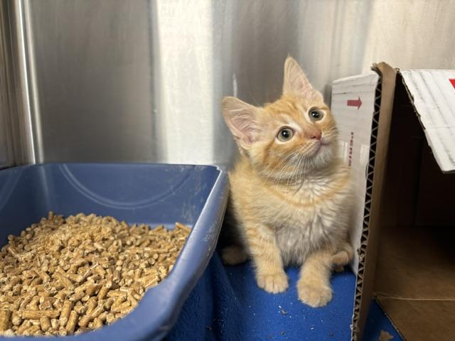 Omar, an adopted Domestic Short Hair in Cleveland, OH image 3/3