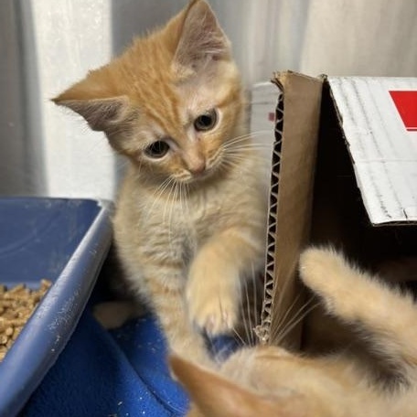 Omar, an adopted Domestic Short Hair in Cleveland, OH image 2/3