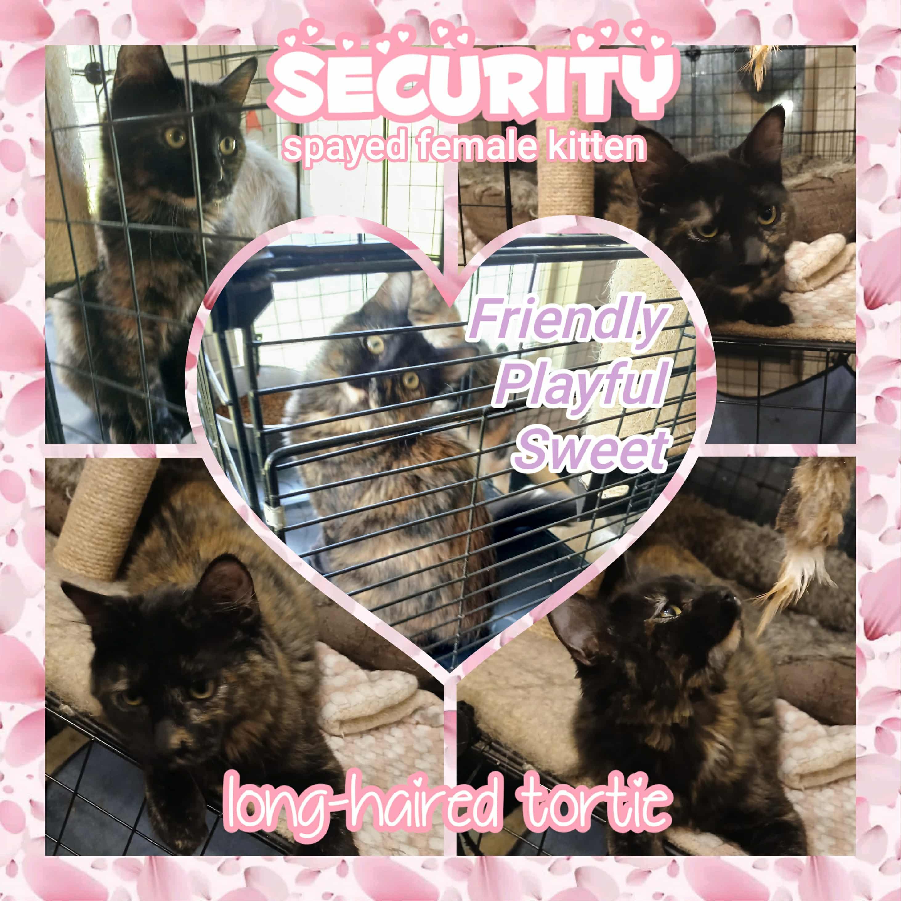 Security, a Adoptable Dilute Tortoiseshell in Brigham City, UT image 1/2