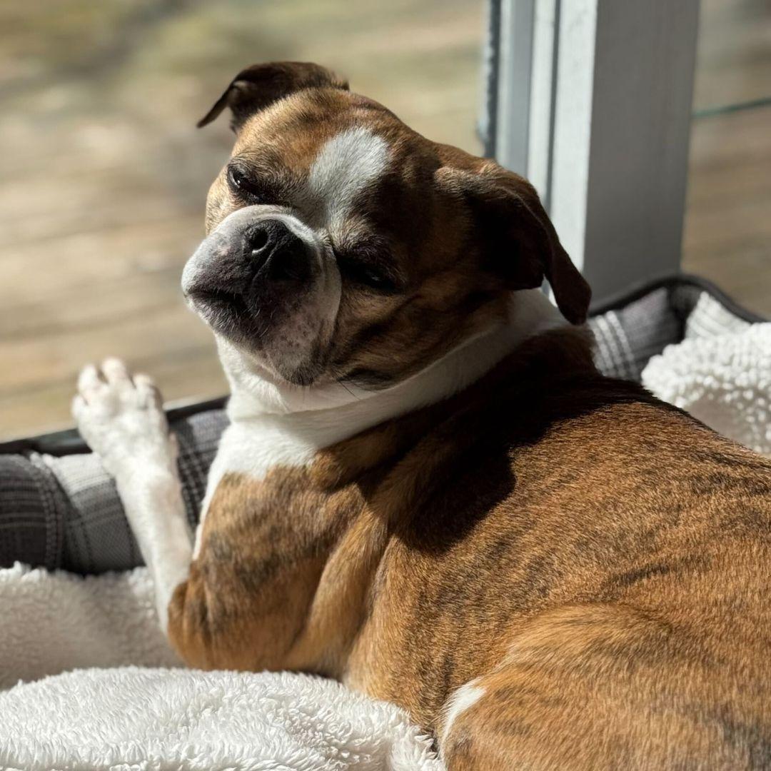 Athena, Adoptable, Adult Female Boston Terrier.