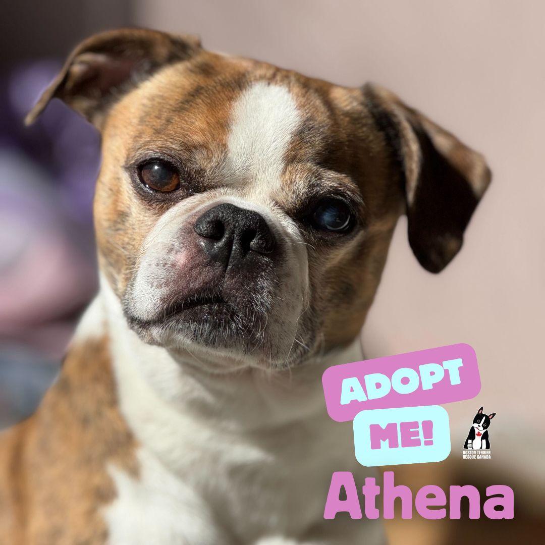 Athena, a Adoptable mixed breed in Halifax, NS image 2/4