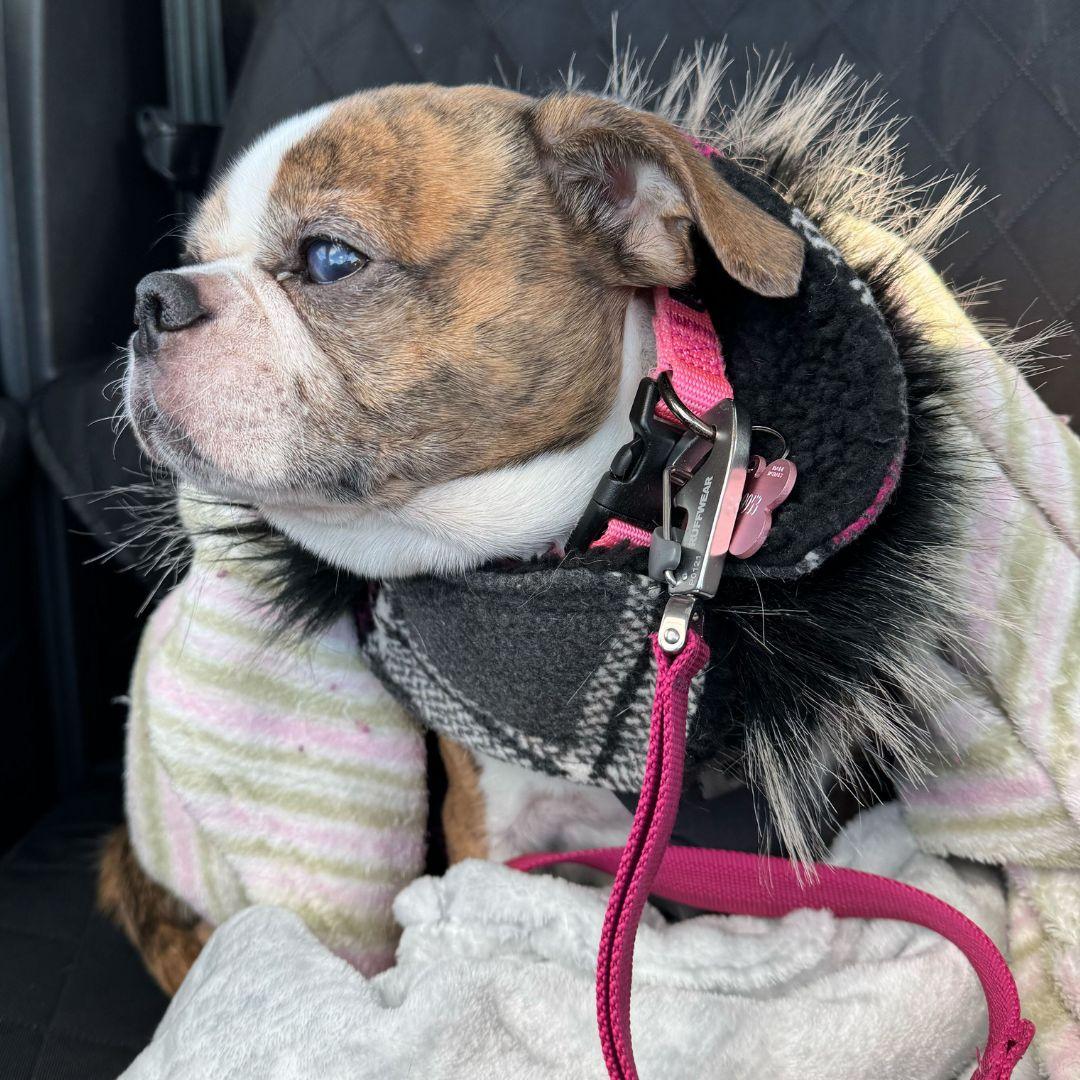 Athena, a Adoptable mixed breed in Halifax, NS image 4/4