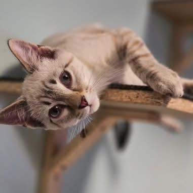 Herb, an adopted mixed breed in Hopkinsville, KY image 2/2