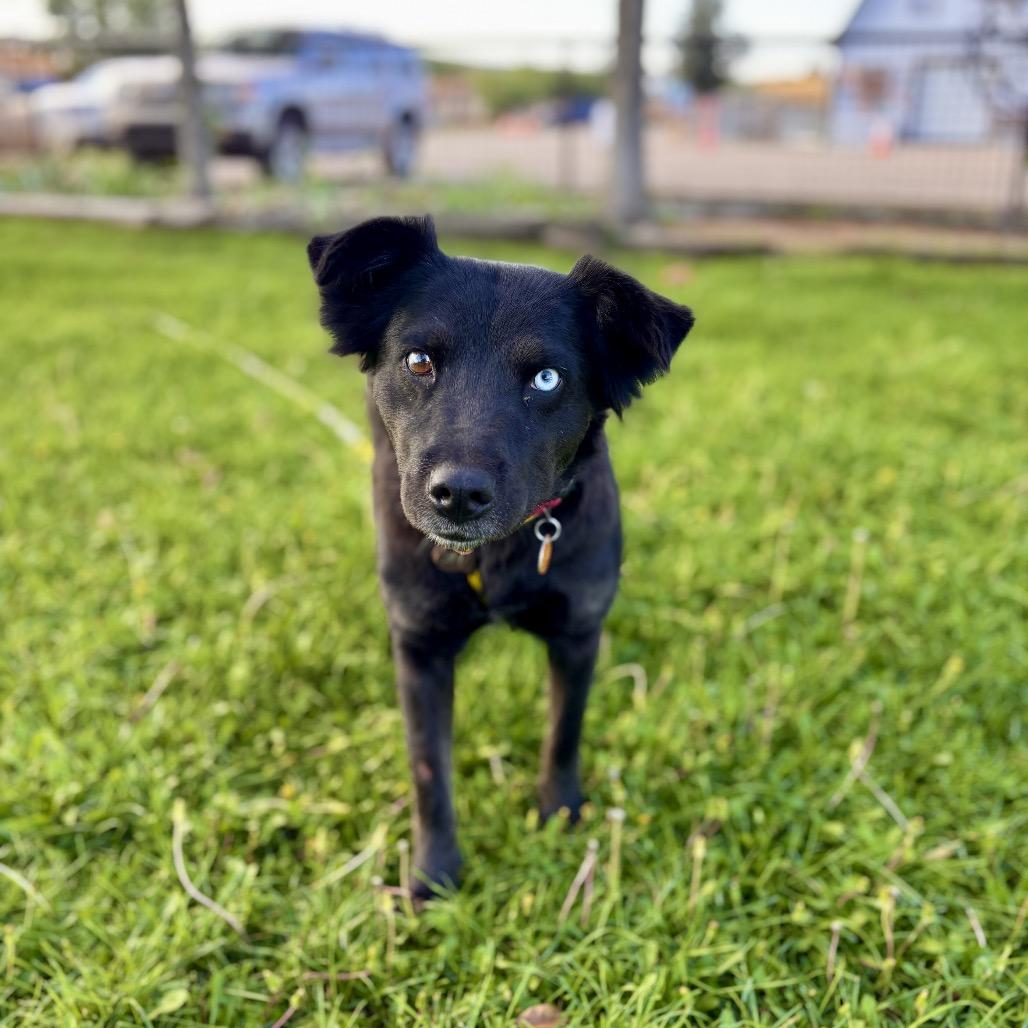 Enlarge Misty, a Adoptable mixed breed in Prescott, AZ image 1/6