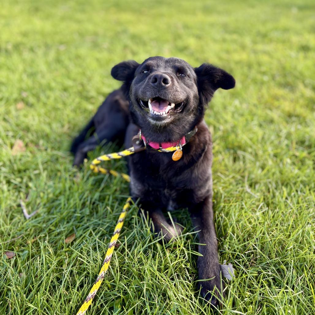 Enlarge Misty, a Adoptable mixed breed in Prescott, AZ image 2/6