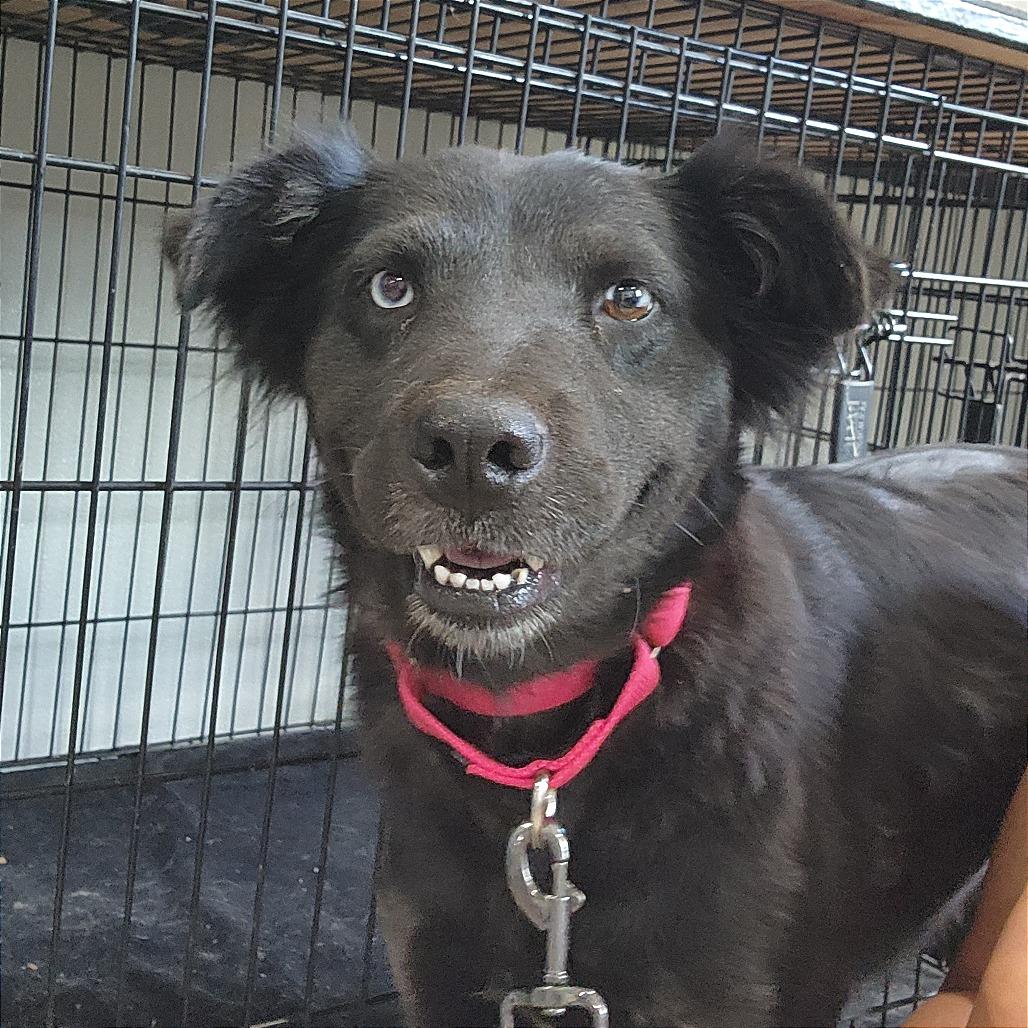 Enlarge Misty, a Adoptable mixed breed in Prescott, AZ image 3/6