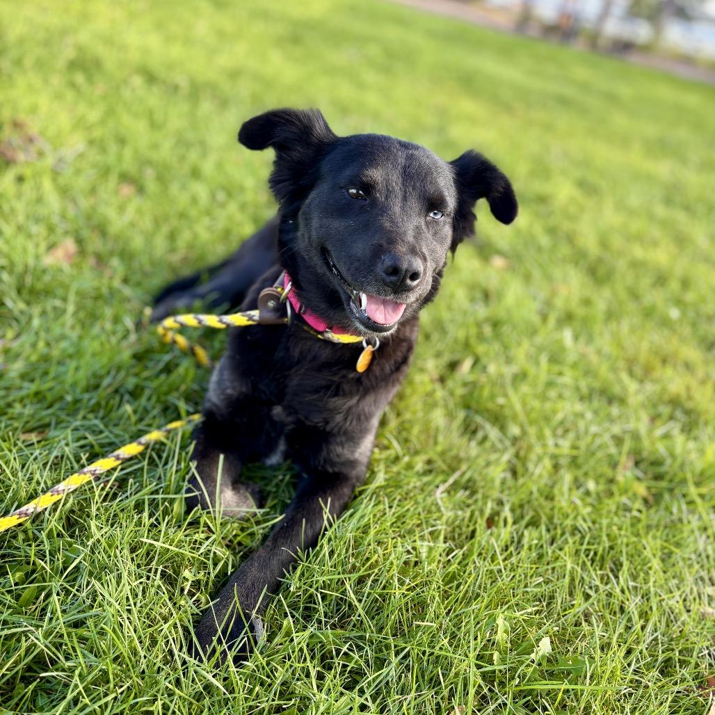 Enlarge Misty, a Adoptable mixed breed in Prescott, AZ image 4/6