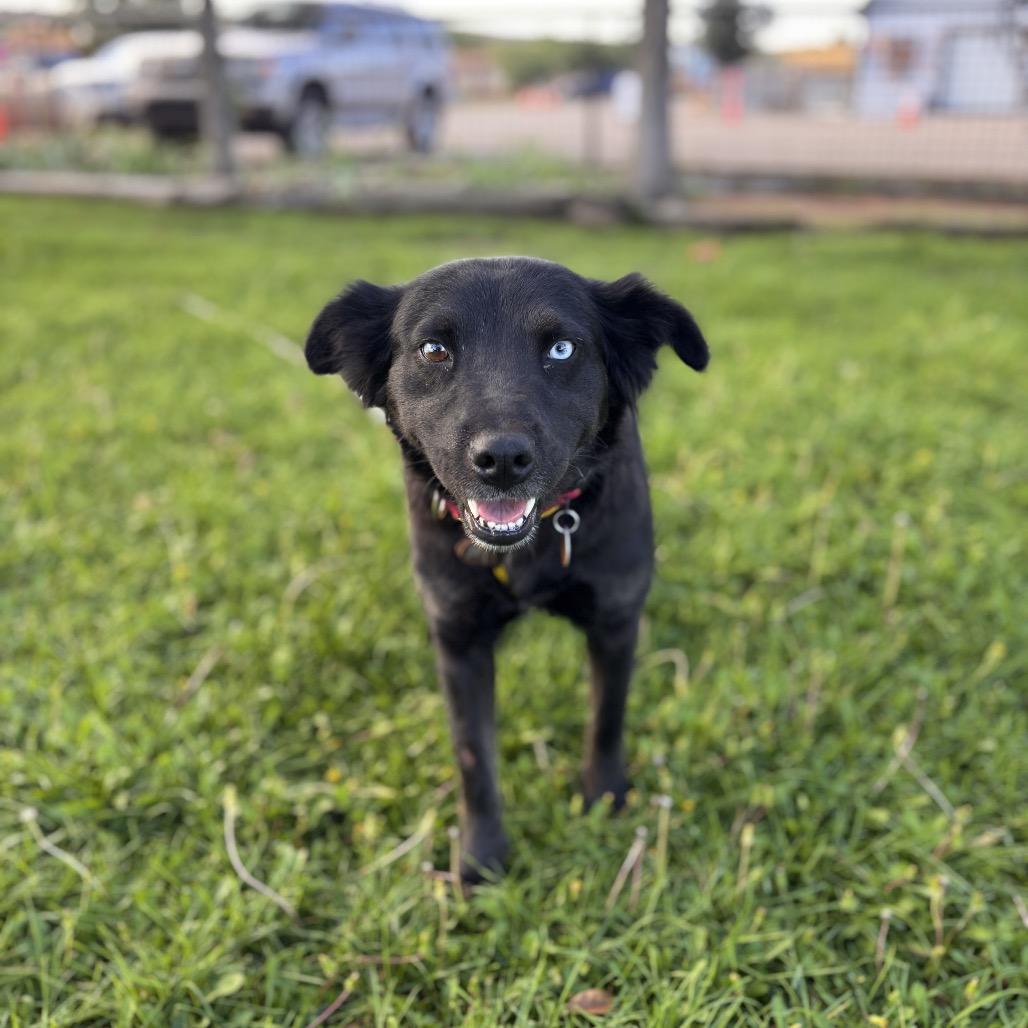 Enlarge Misty, a Adoptable mixed breed in Prescott, AZ image 5/6