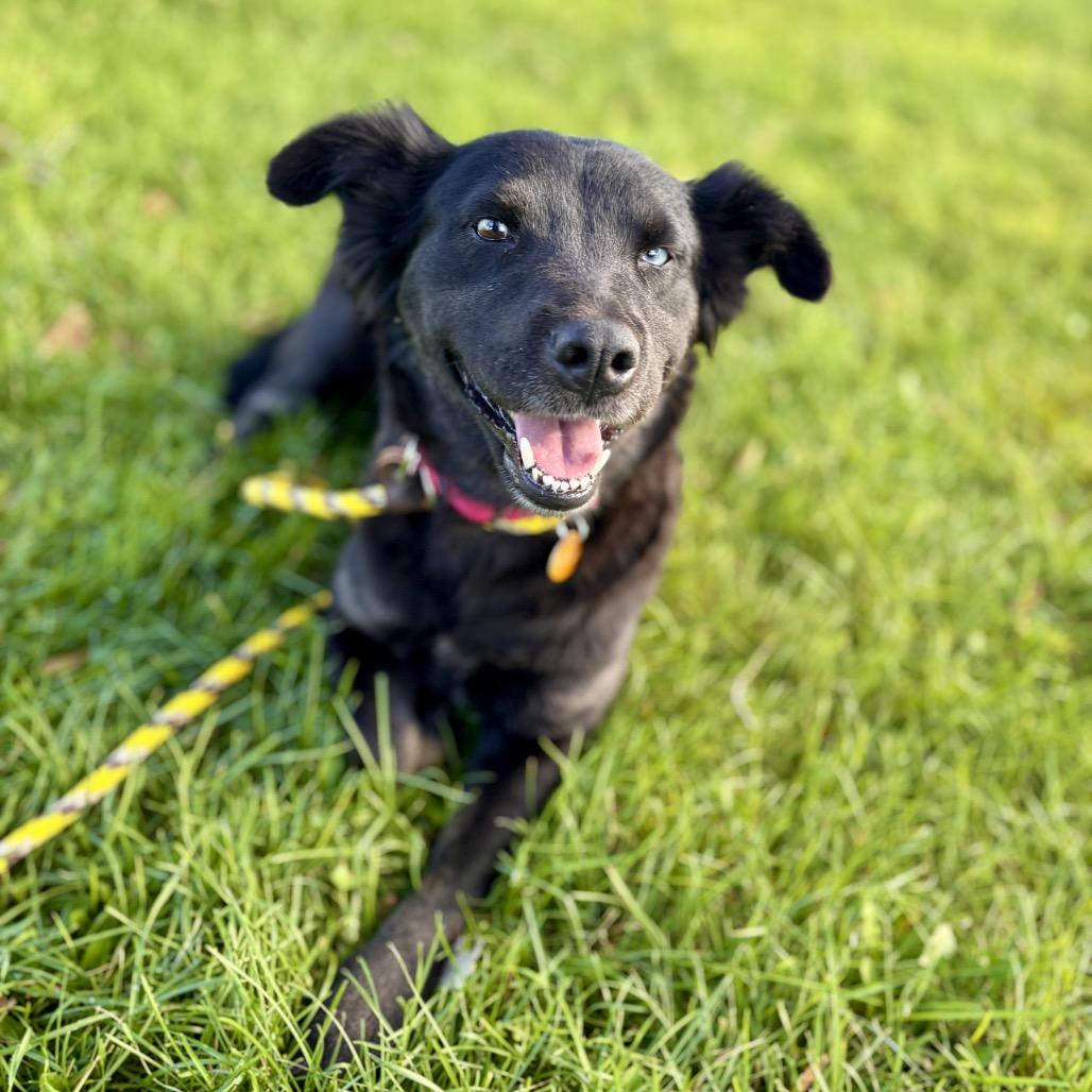 Enlarge Misty, a Adoptable mixed breed in Prescott, AZ image 6/6