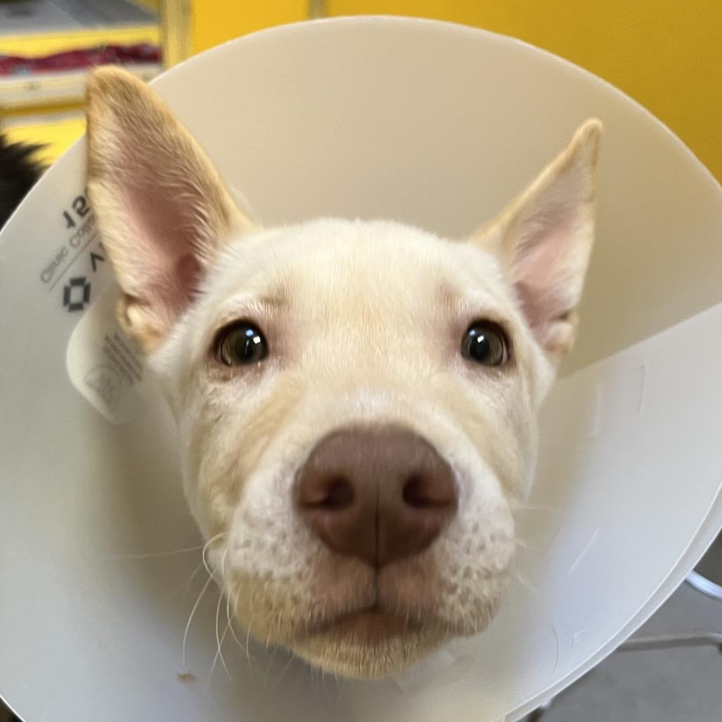 Sanji, Adoptable, Puppy Male Mixed Breed.