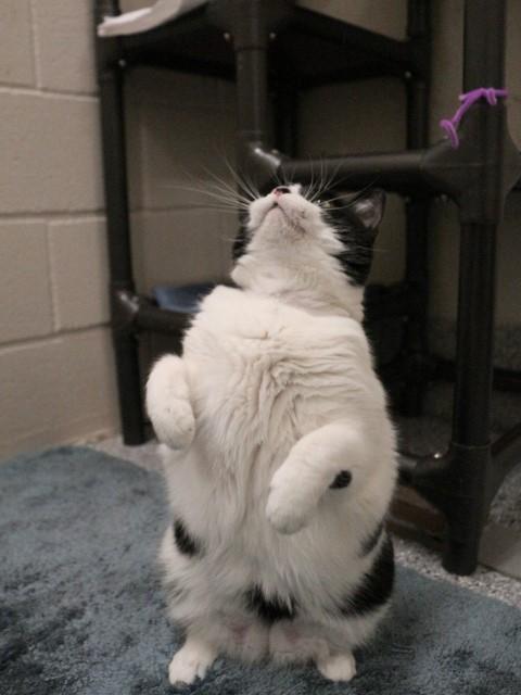 SAM, Adoptable, Adult Female Domestic Short Hair.