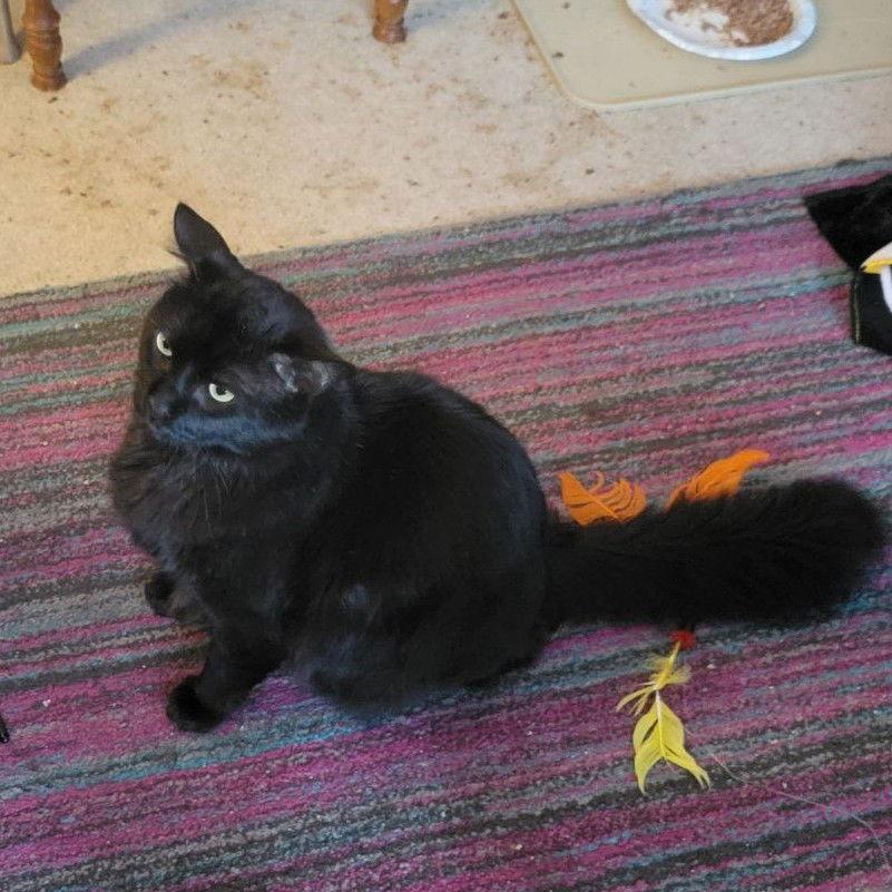 Cash, a Adoptable Domestic Medium Hair in Pikesville, MD image 2/3