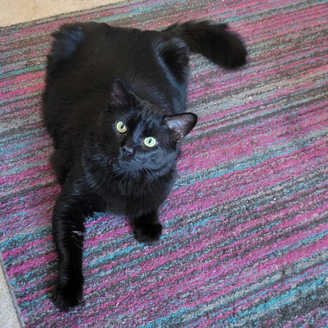 Cash, a Adoptable Domestic Medium Hair in Pikesville, MD image 1/3