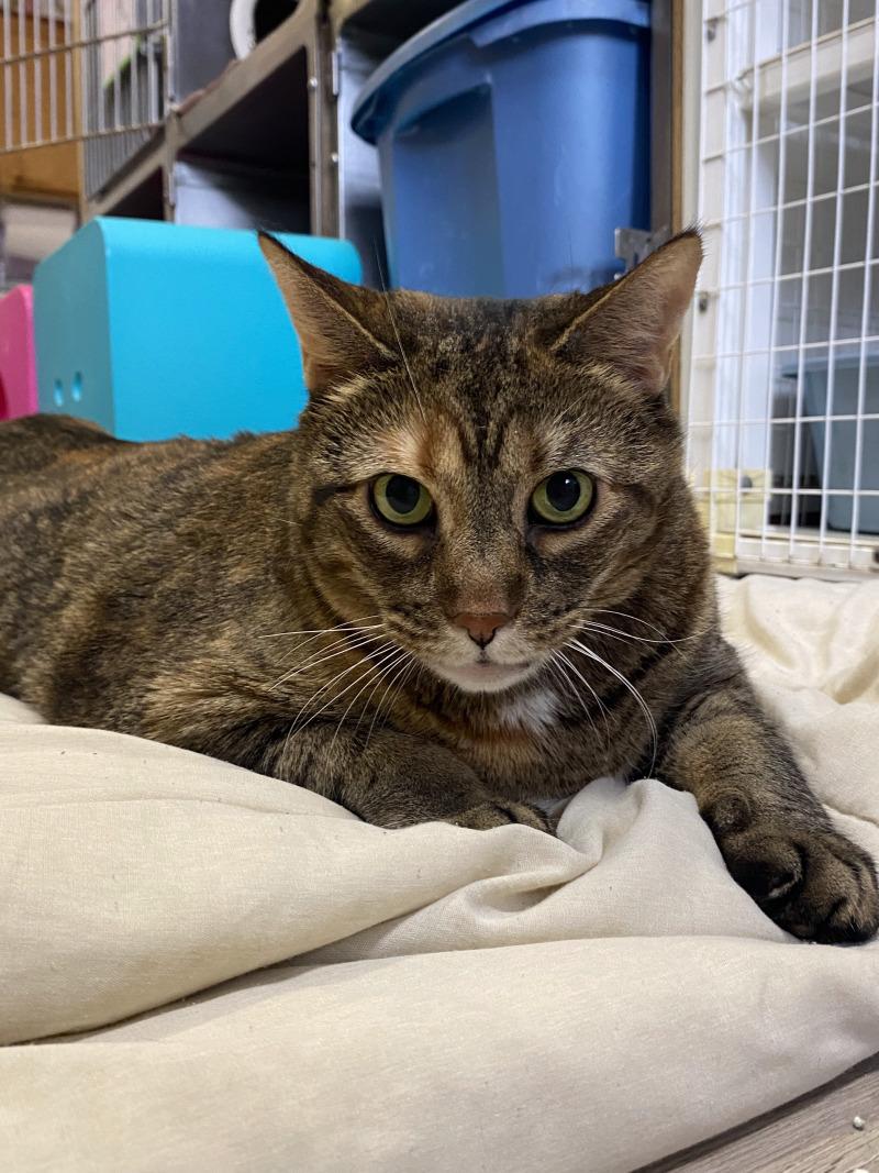 Whopper, Adoptable, Adult Female Domestic Short Hair.
