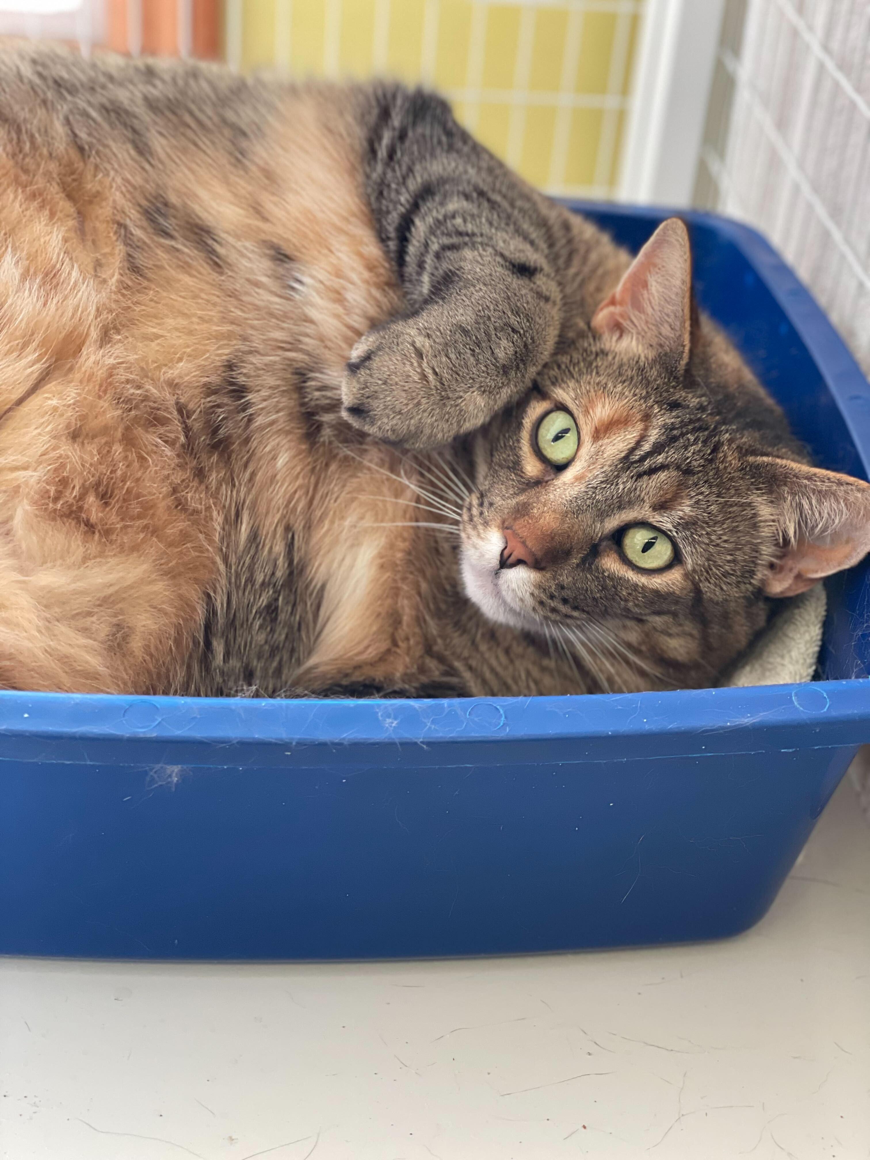 Whopper, Adoptable, Adult Female Domestic Short Hair.