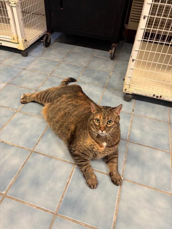 Whopper, a Adoptable Domestic Short Hair in Cortland, NY image 2/6