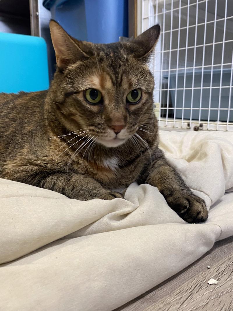 Enlarge Whopper, a Adoptable Domestic Short Hair in Cortland, NY image 3/6