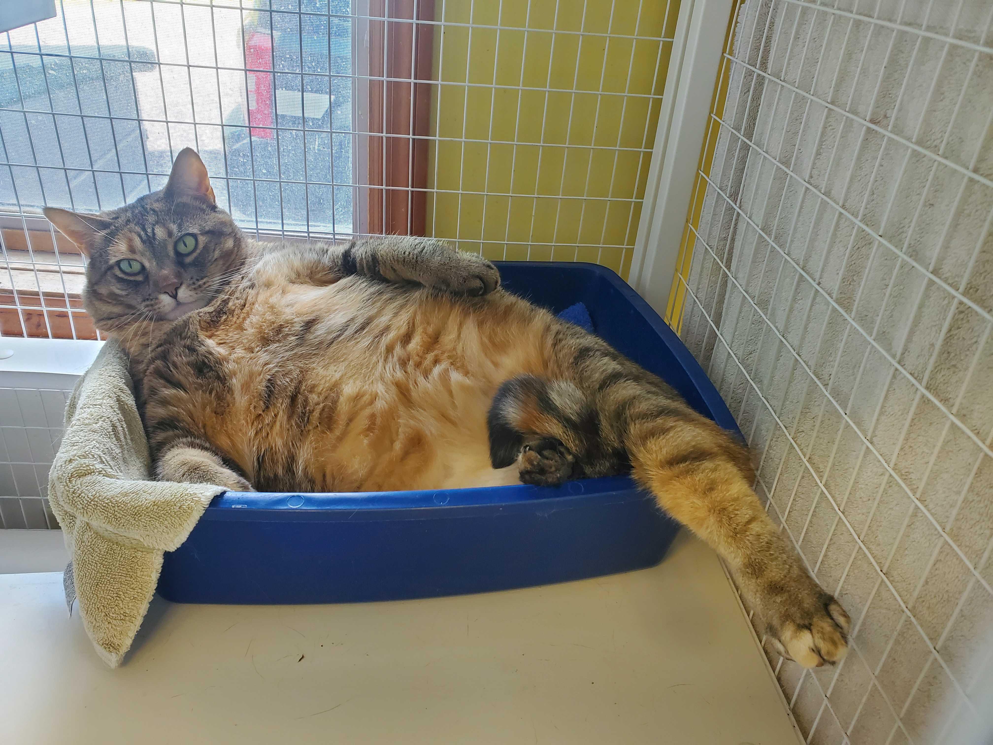 Whopper, a Adoptable Domestic Short Hair in Cortland, NY image 3/6