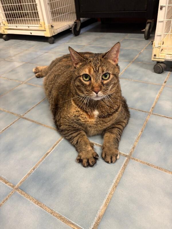 Enlarge Whopper, a Adoptable Domestic Short Hair in Cortland, NY image 5/6