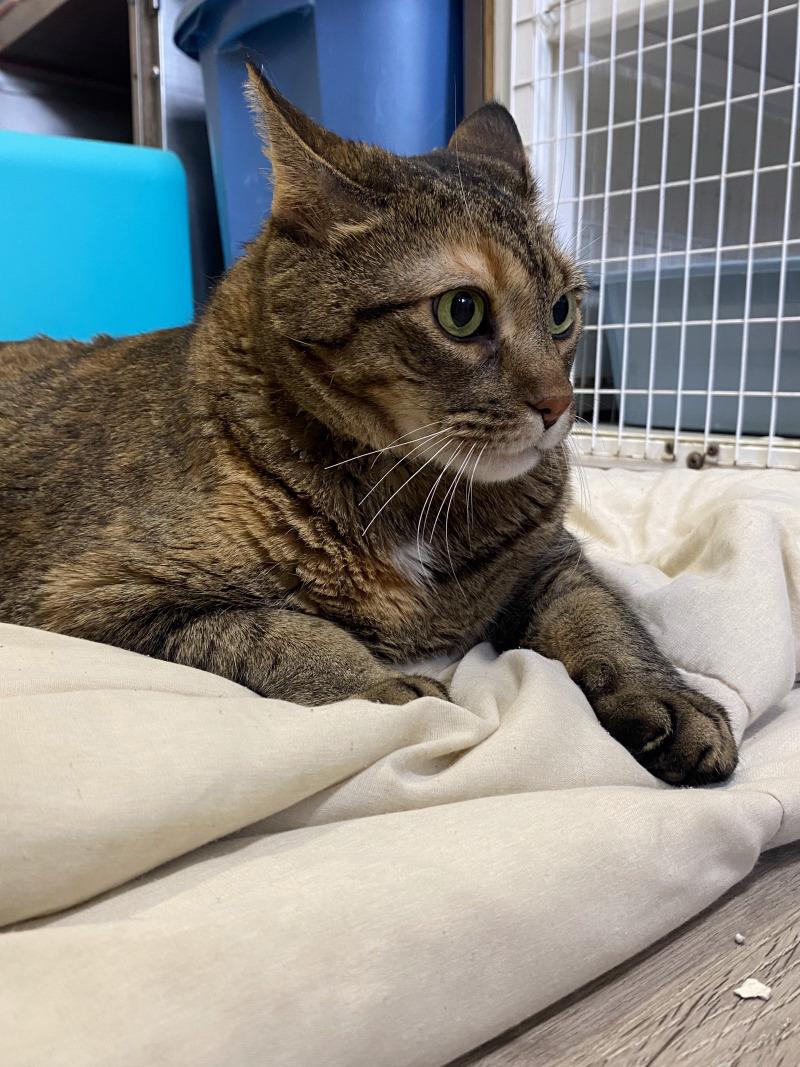 Enlarge Whopper, a Adoptable Domestic Short Hair in Cortland, NY image 6/6