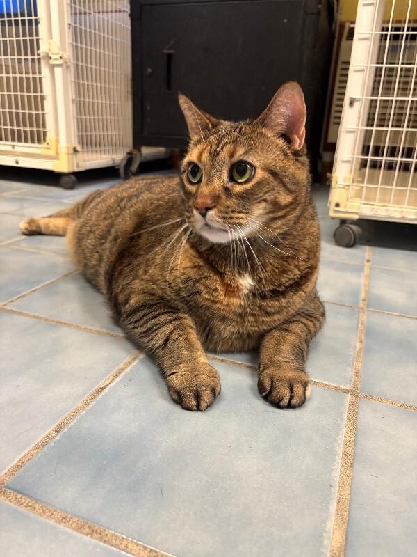 Whopper, a Adoptable Domestic Short Hair in Cortland, NY image 4/6