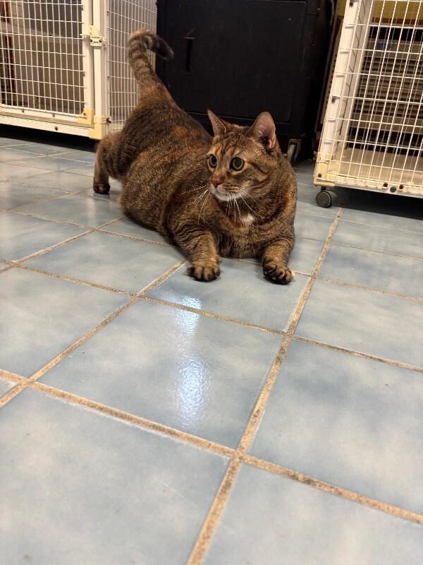 Whopper, a Adoptable Domestic Short Hair in Cortland, NY image 5/6
