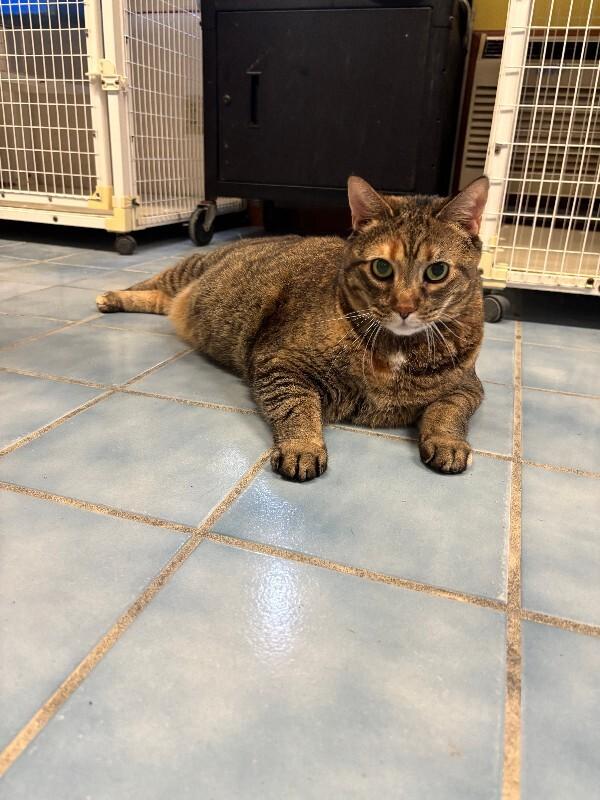 Whopper, a Adoptable Domestic Short Hair in Cortland, NY image 6/6