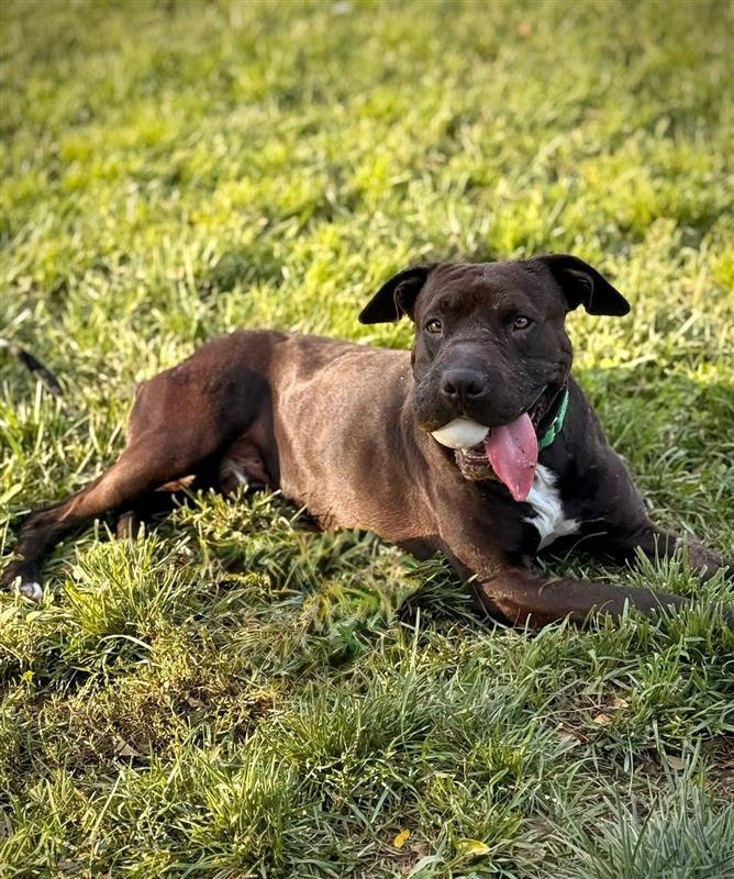 Mateo, Adoptable, Adult Male Pit Bull Terrier.