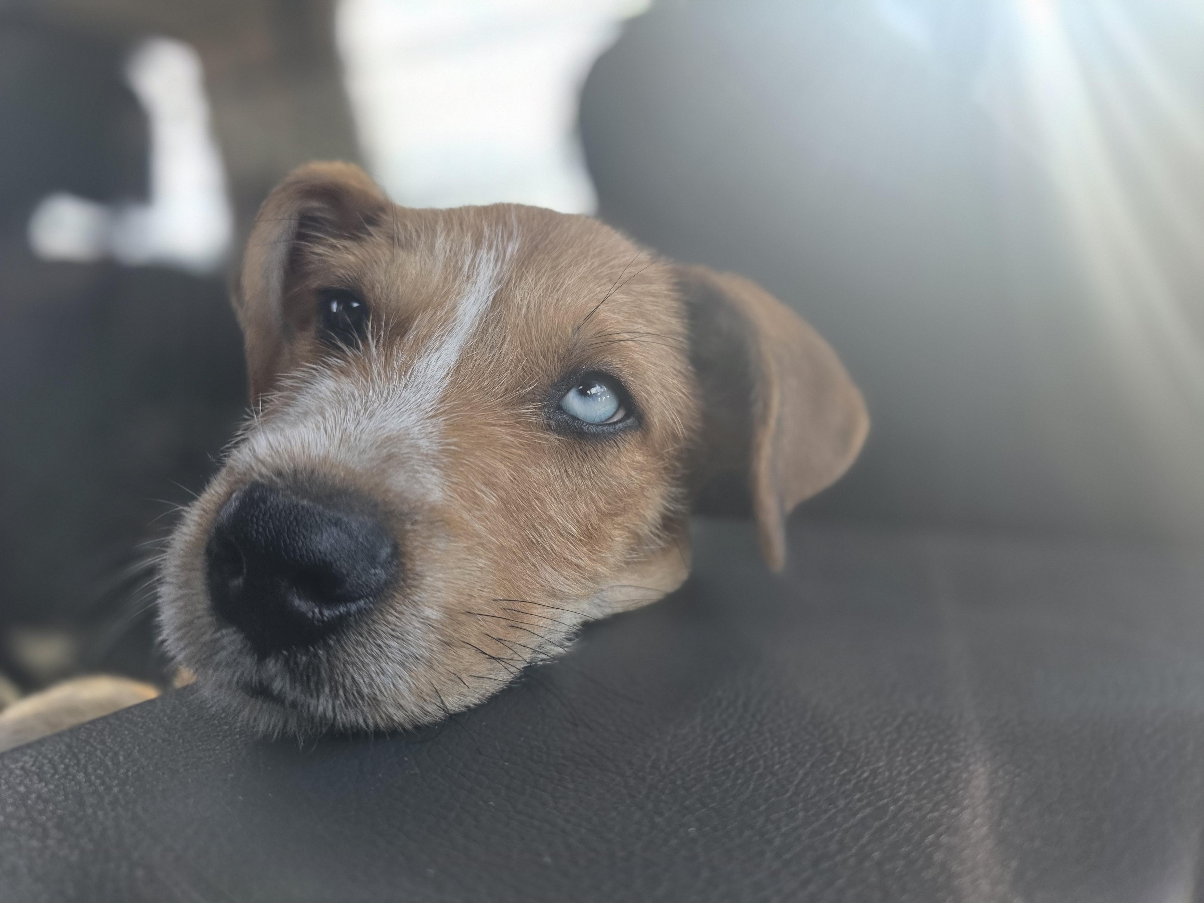Enlarge Screech, a Adoptable mixed breed in Santa Clara, CA image 3/6