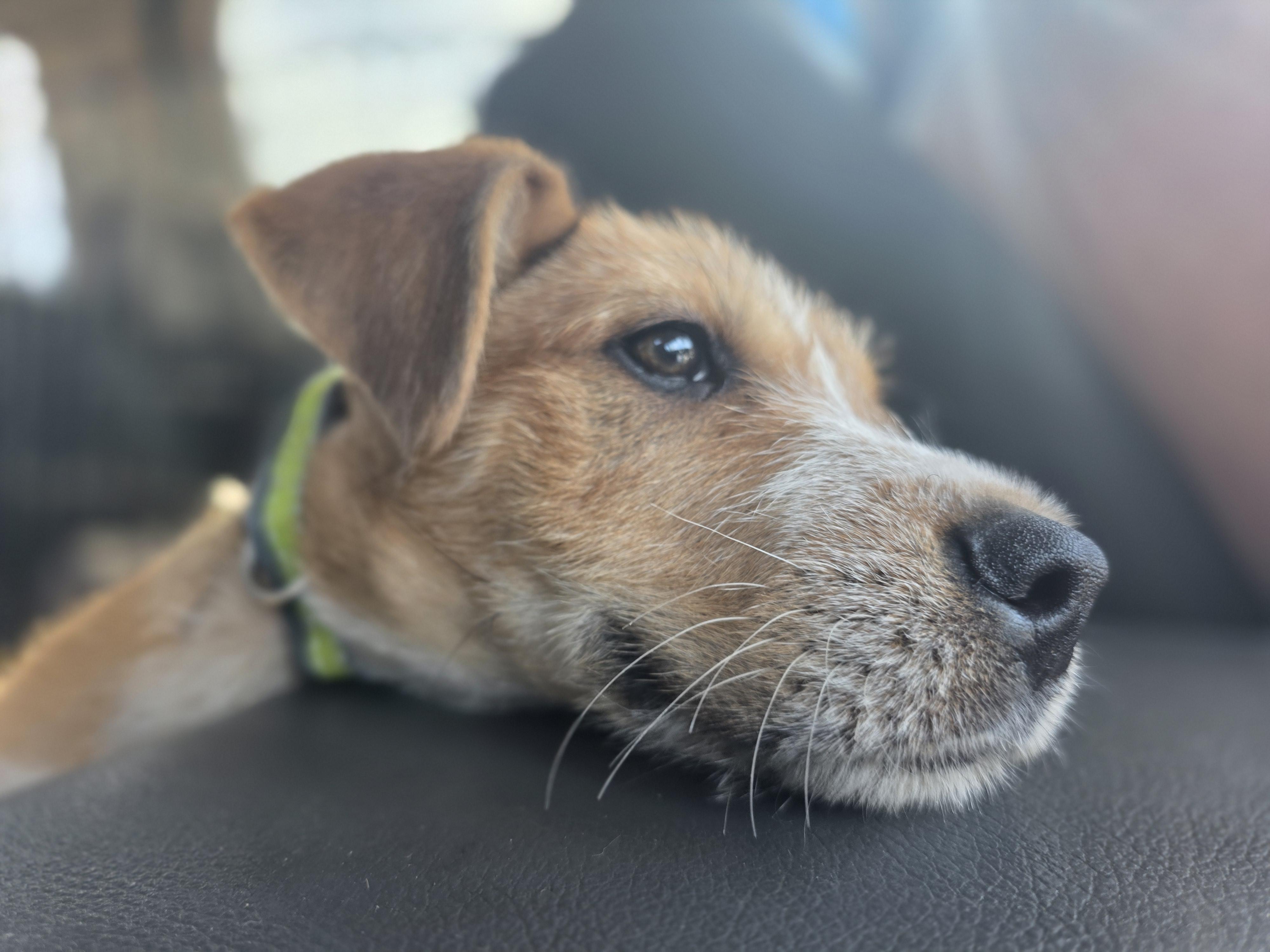 Enlarge Screech, a Adoptable mixed breed in Santa Clara, CA image 6/6