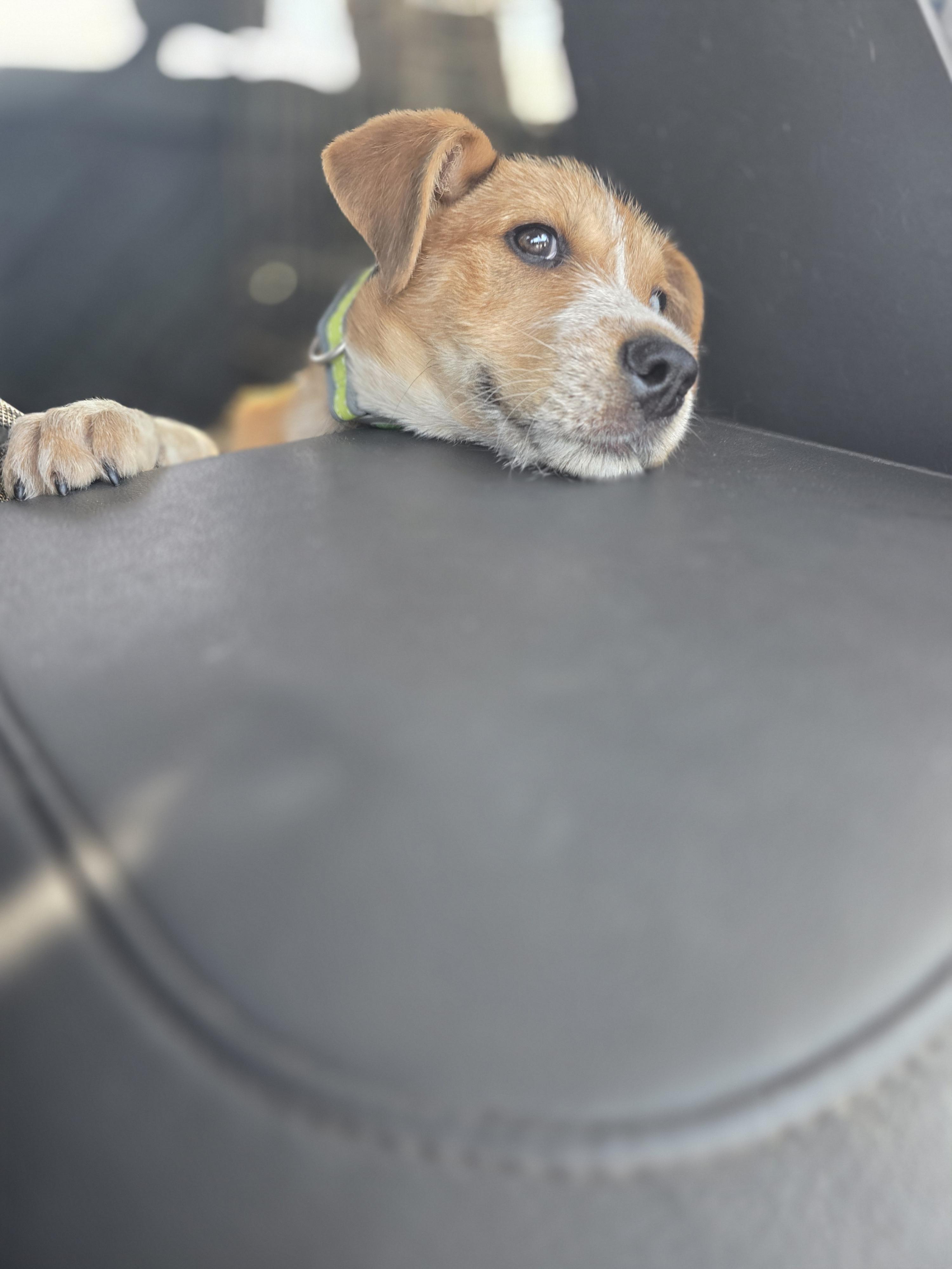 Enlarge Screech, a Adoptable mixed breed in Santa Clara, CA image 4/6
