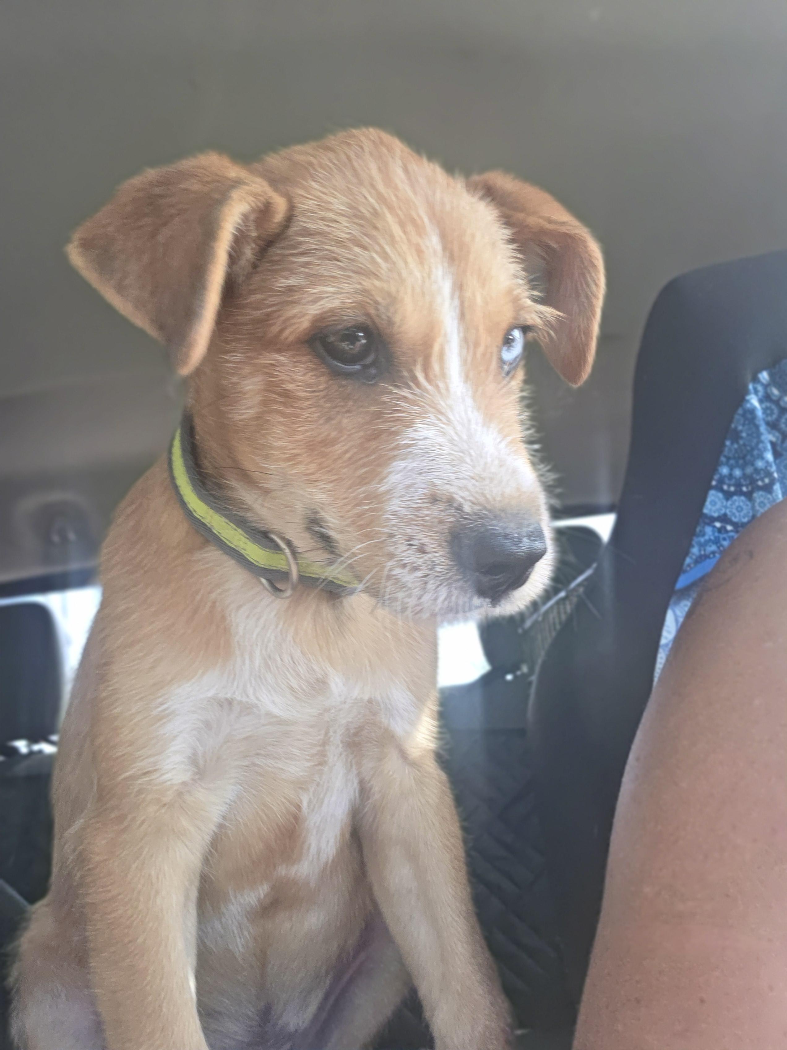 Enlarge Screech, a Adoptable mixed breed in Santa Clara, CA image 2/6