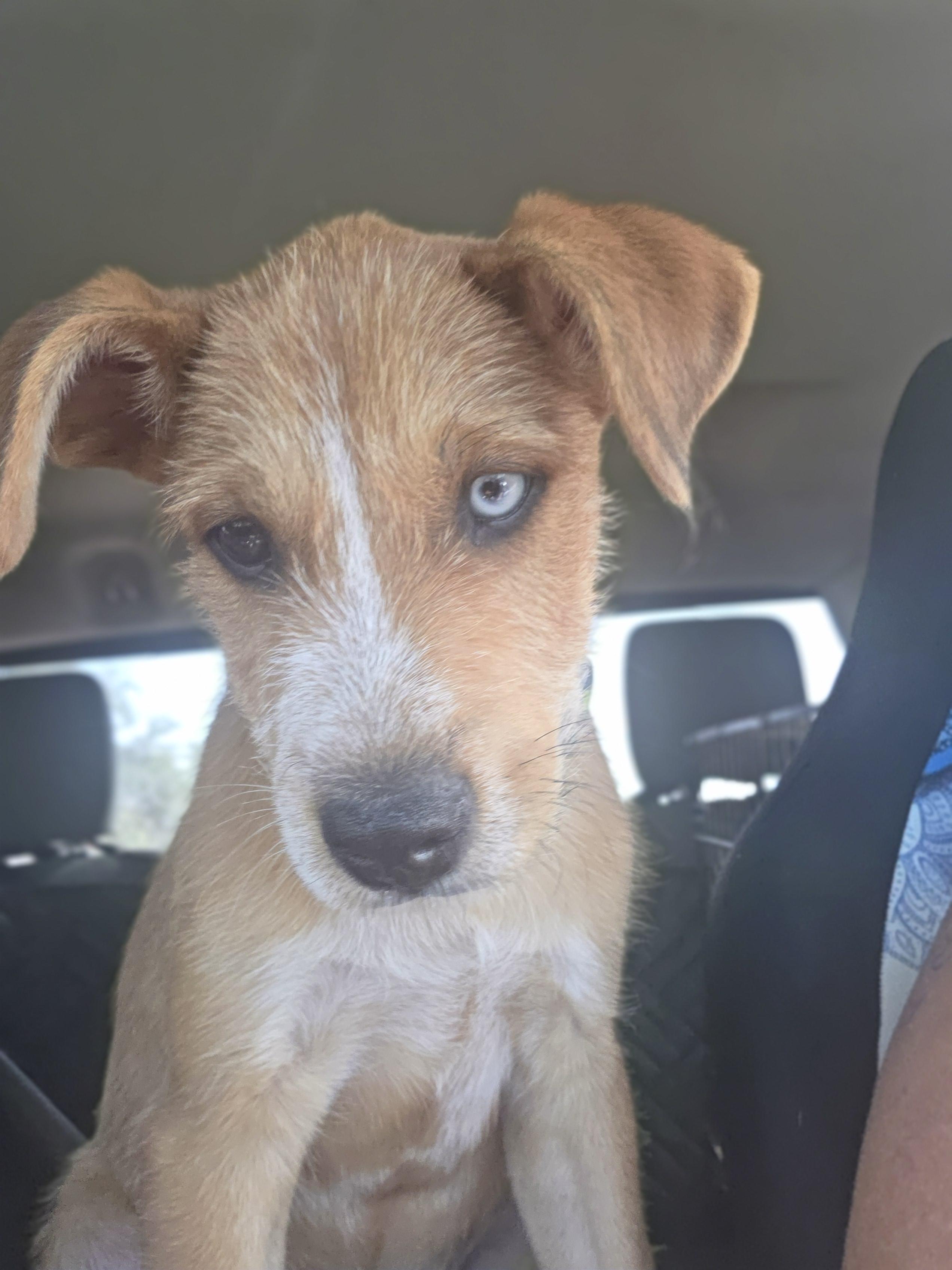 Enlarge Screech, a Adoptable mixed breed in Santa Clara, CA image 5/6