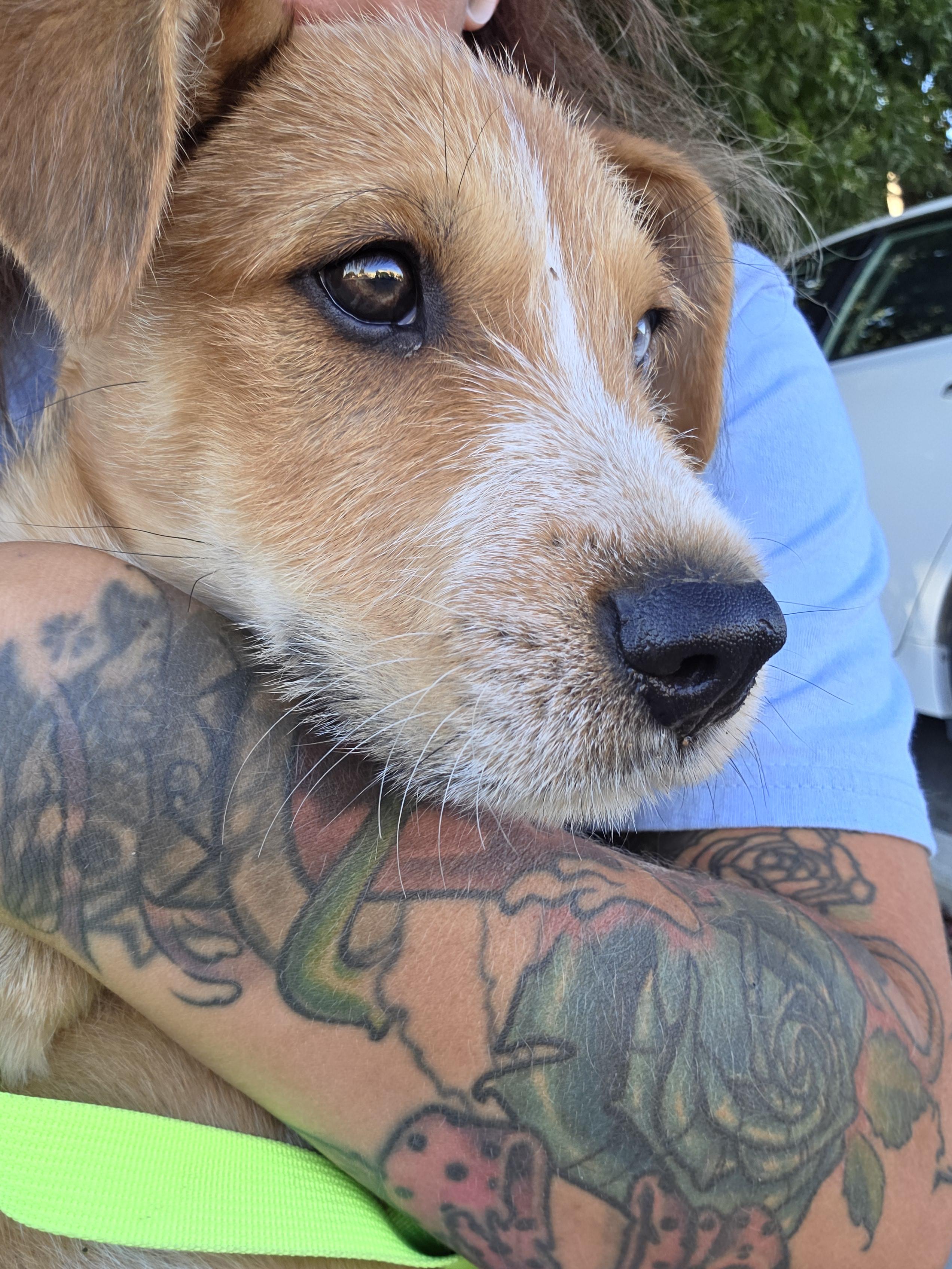 Screech, Adoptable, Puppy Male Shepherd.