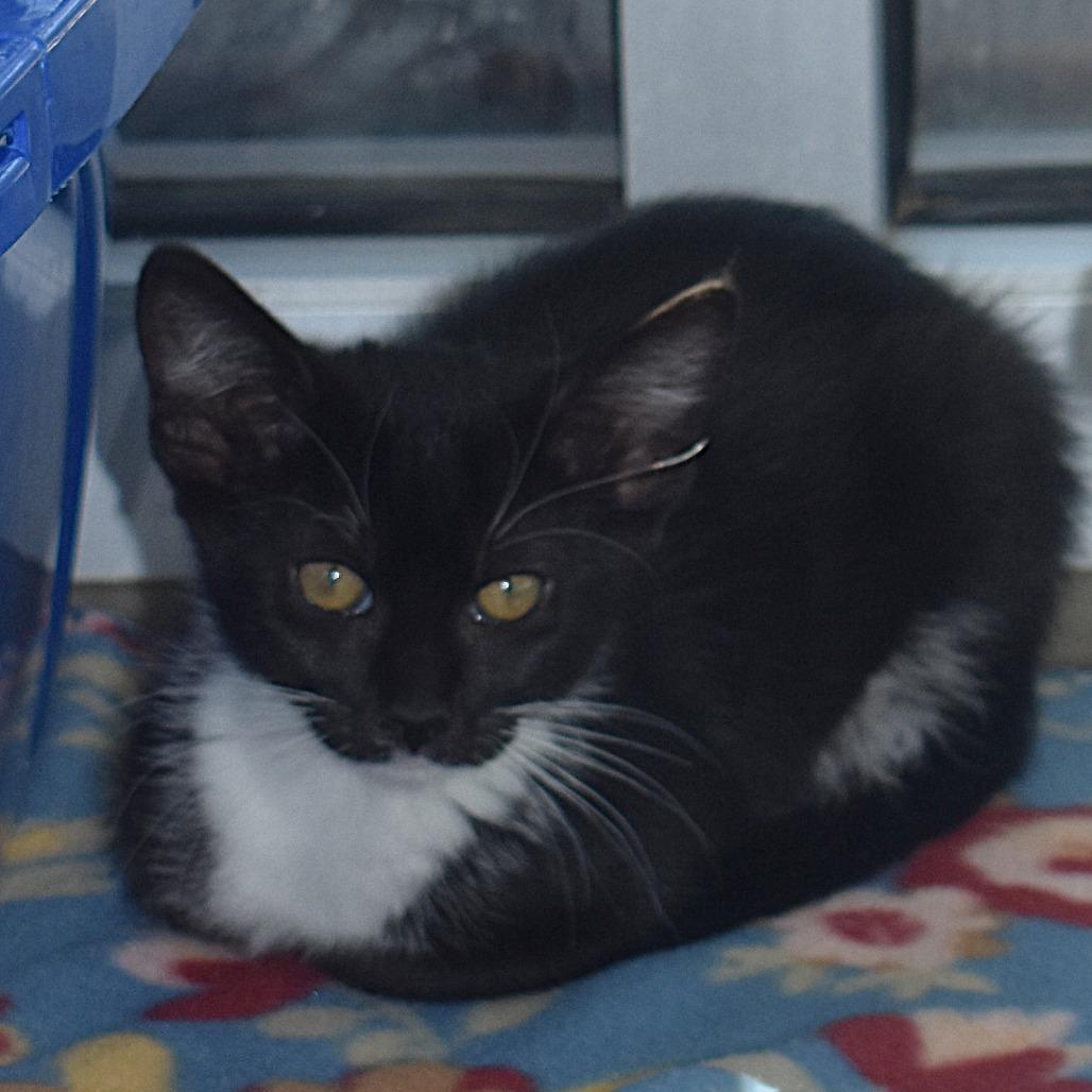 Clue (26-1U-2), Adoptable, Kitten Female Domestic Short Hair.