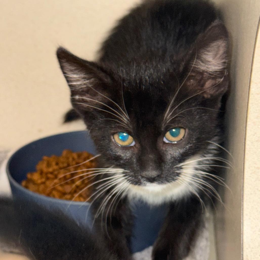 Clue (26-1U-2), Adoptable, Kitten Female Domestic Short Hair.