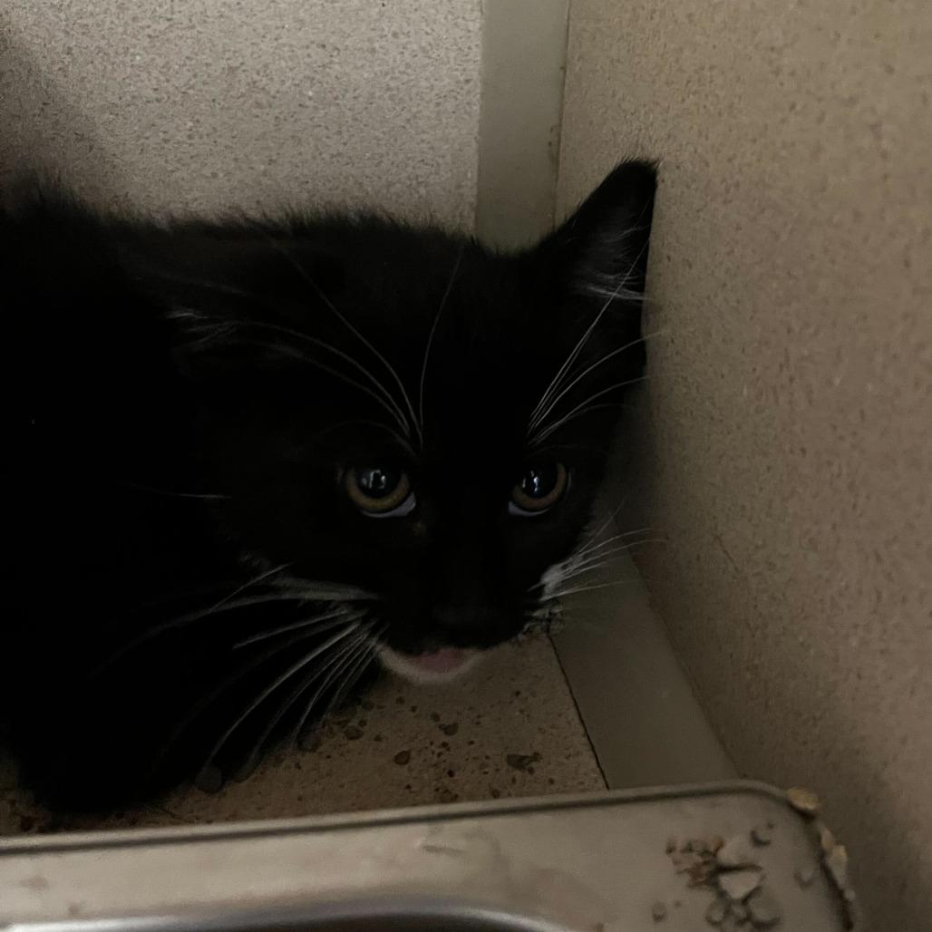 Enlarge Clue (26-1U-2), a Adoptable Domestic Short Hair in Rifle, CO image 2/3