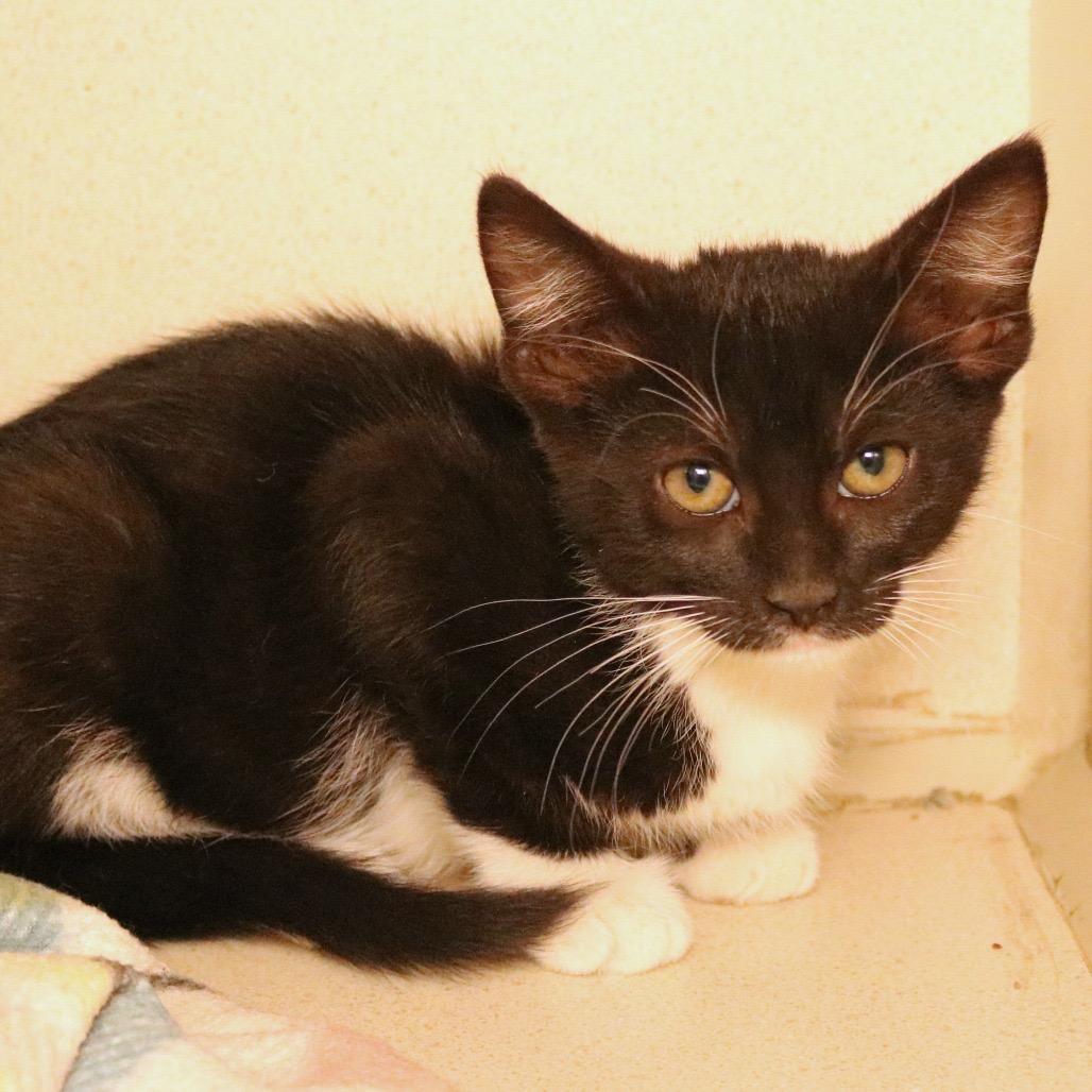 Enlarge Clue (26-1U-2), a Adoptable Domestic Short Hair in Rifle, CO image 3/3