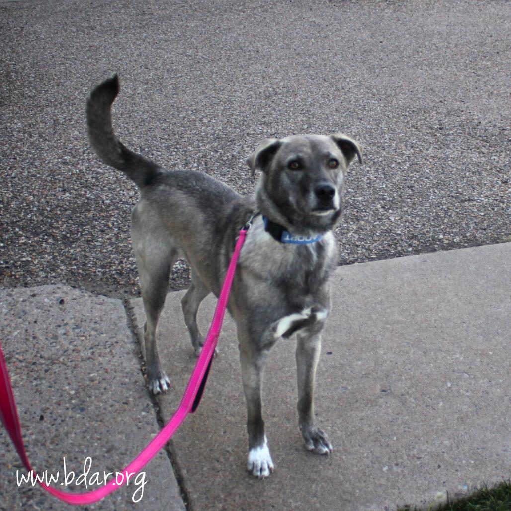 Prince, Adoptable, Adult Male Mixed Breed.