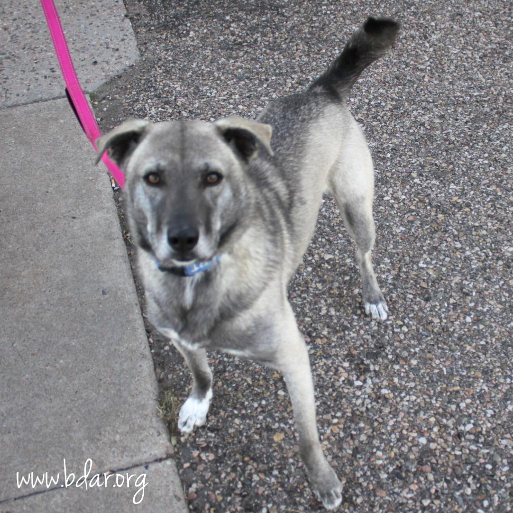 Enlarge Prince, a Adoptable Mixed Breed in Cheyenne, WY image 2/4