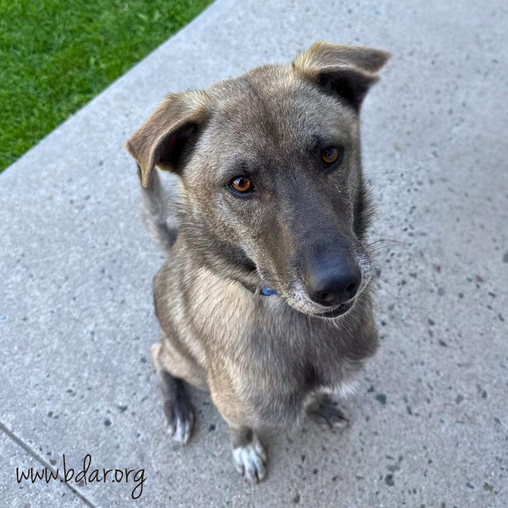 Enlarge Prince, a Adoptable Mixed Breed in Cheyenne, WY image 3/4