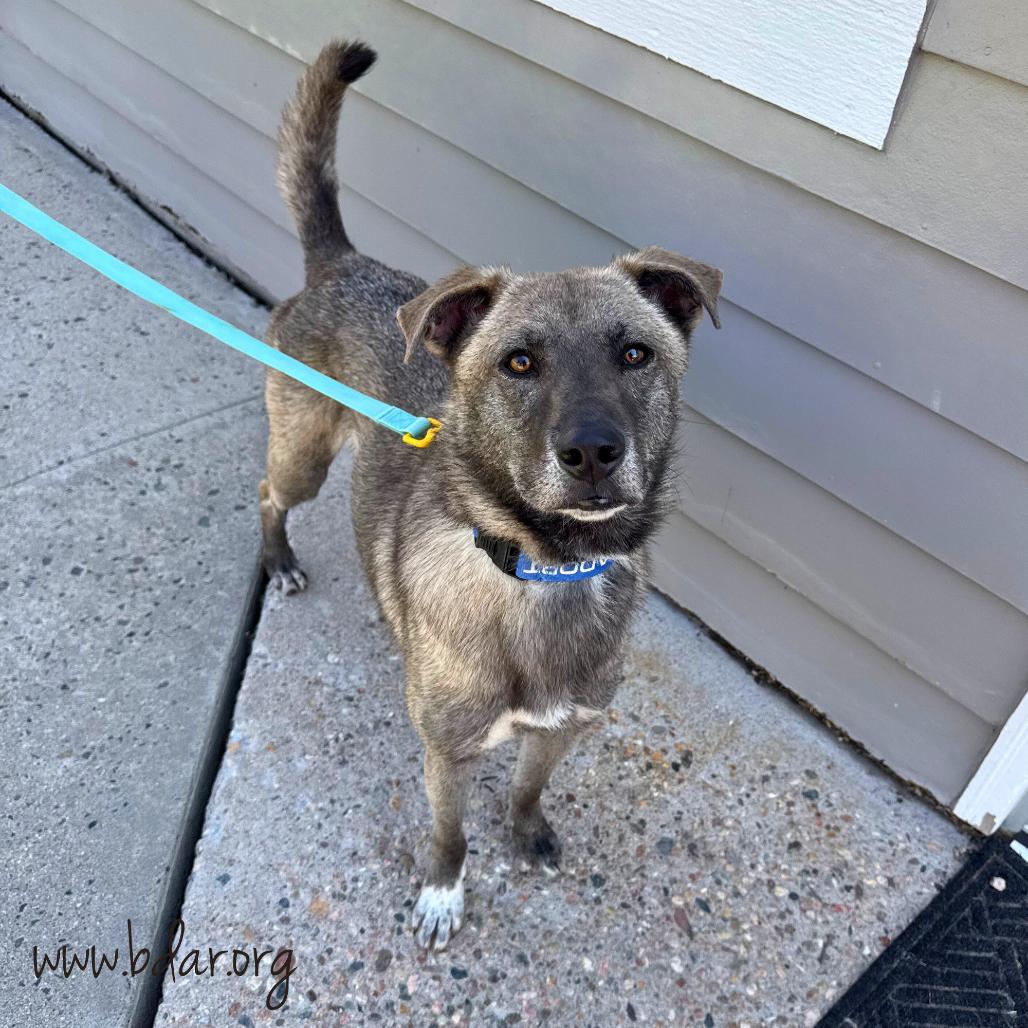 Enlarge Prince, a Adoptable Mixed Breed in Cheyenne, WY image 4/4