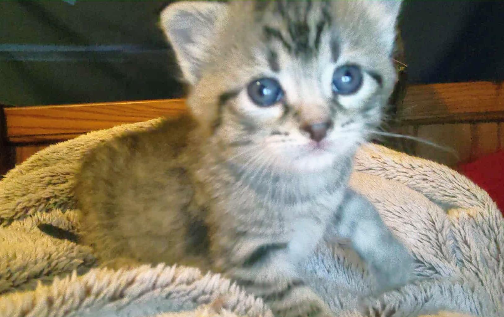 Gemma, a Adoptable Domestic Short Hair in Fair Oaks, IN image 1/2