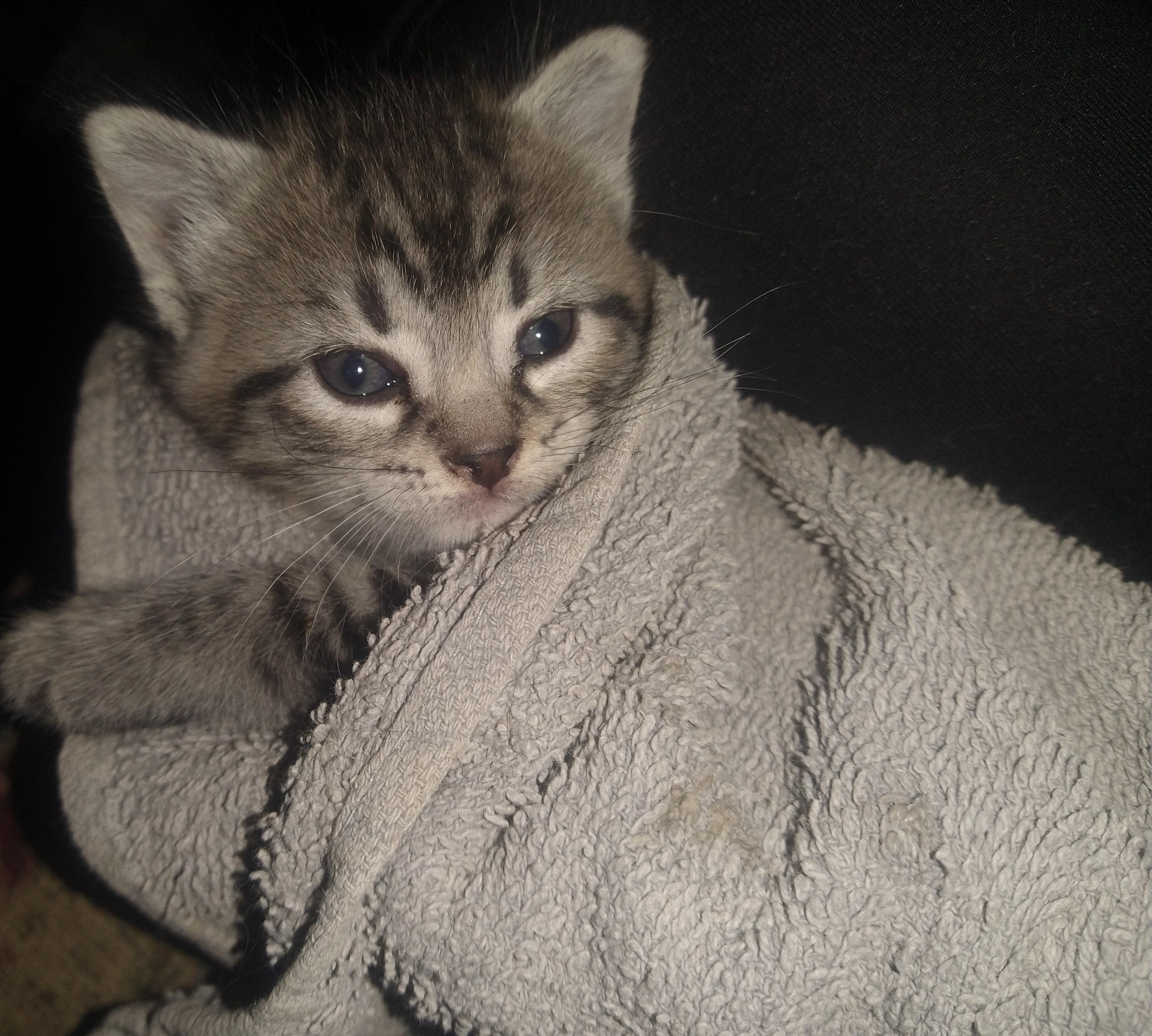 Gemma, a Adoptable Domestic Short Hair in Fair Oaks, IN image 2/2