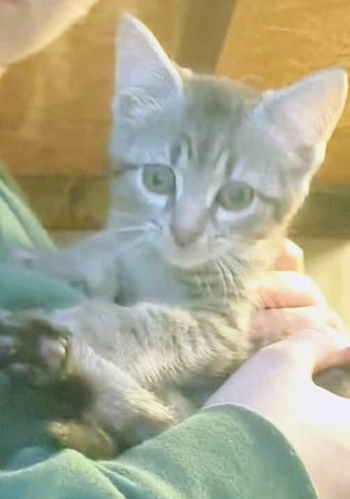 Enlarge Gemma, an adopted Domestic Short Hair in Fair Oaks, IN image 2/3