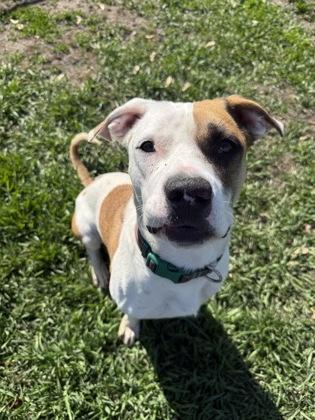 Enlarge Stitch, a Adoptable mixed breed in St. Anne, IL image 1/1