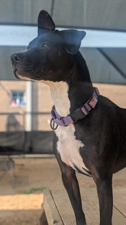 Twyla `A PRIORITY PET`, Adoptable, Adult Female American Staffordshire Terrier & Mixed Breed.